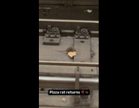 Rat picks up pizza on subway tracks