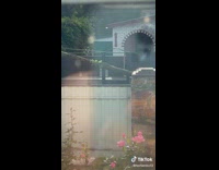 Submitter Records Granny Carries Long Wooden Log 