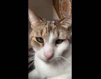 Woman lets cat stare and hit camera 