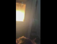 Fluffy cat lay on sofa near fireplace