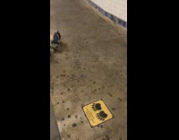 Dog walks near station caution sign with paws 