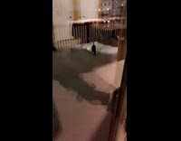 Collab BitchMP - Black dog outside in snow runs into glass door