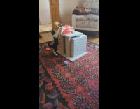 Kitten Plays with Slinky Toy on Cat Tower