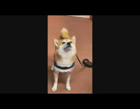 Shiba dog shake body leash slow motion