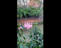 Flamingos avoiding woman as flock 