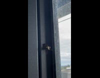 Dead fly on door full of maggots 