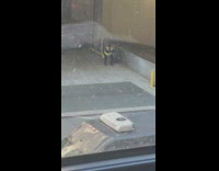 Security guard for DMV doing squats while standing guard 
