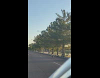 Flock of duck cross the road street