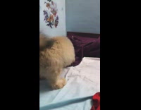 Brown puppy dog digs purple blanket bed