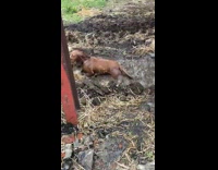 Brown dog run swim at mud puddle