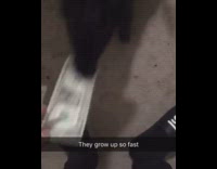 black puppy takes money away and walks away