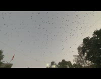 Collab PubityPets - Swarm of Parakeet Birds Fly around Neighborhood lands n electrical lines and trees