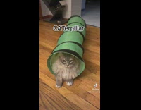 Cat sits inside toy green tunnel caterpillar