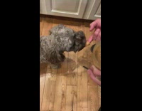 Dog licks peanut butter owner finger home