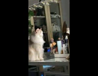 Cat staring at itself in vanity mirror 