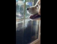 Dog breathes and steams the glass window