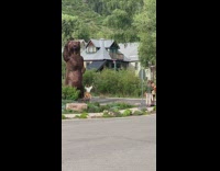 White shirt girl large brown bear statue 