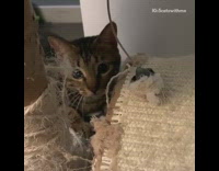 Brown cat behind tower looks around bell 
