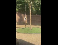 Pet dog bites, hangs and wiggle on the tree 