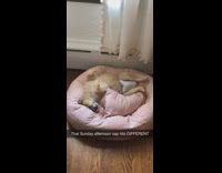 Brown puppy dog sleeps red bed bells