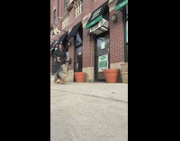 Joyful Dog Walks Proudly with Stick Find