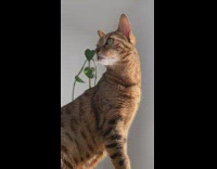 Bengal cat sitting atop stool in sun