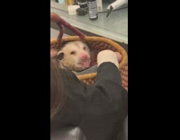 Woman goes to the salon with possum