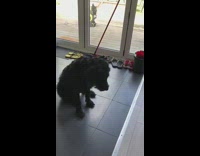 Fruit snack challenge black dog single treat 