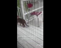 Collab BitchMP - Cat outside of screen door with blue green eyes