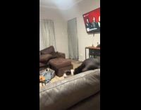 Dog jumping on couch having zoomies 