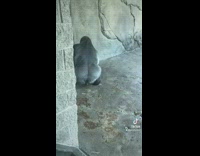 Silverback gorilla show butt to people zoo