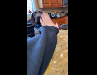 Owner tells dog to stop biting at flowers