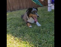 Dog laying down scoots crawls towards puppy 