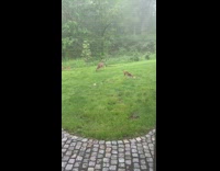 Deer and fox stare each other backyard