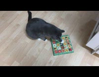 Cat scratches advent calendar from the pet store