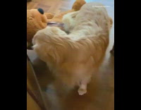 Golden retriever dog drags large stuffed bear