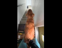 Dancing dog in front of stairs