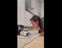 Husky dog gets annoyed at kiss girl 