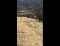 Red bathing suit girl brown grass mountain 