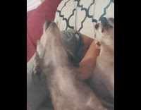 Two chihuahua dogs bark howl girl sings