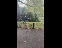 Bald man photograph flamingo bird at park