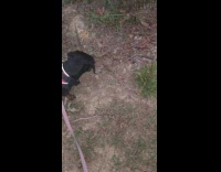 Black dog pink vest leash chases frog