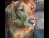 brown dog tells woman ball under couch