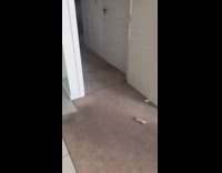 Cat runs around playing fetch apartment 