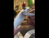 Collab BitchMP - Cat tries to eat cake palte