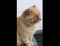 Collab BitchIG2 - Cat sits and looks around outside 