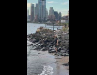 White dog fetch in river 