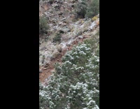 Deer stuck in the river strong current Part 2