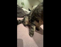 Tabby cat lick leg then shows feet