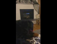 Large dog plays with pink squeaky toy 